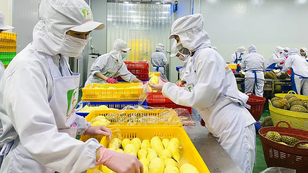 Đầu tư kho lạnh: Chủ động xuất khẩu, chế biến trái cây, nông sản