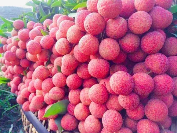 Đổi mới truyền thông, đưa vải thiều và nông sản Việt Nam vươn ra thế giới
