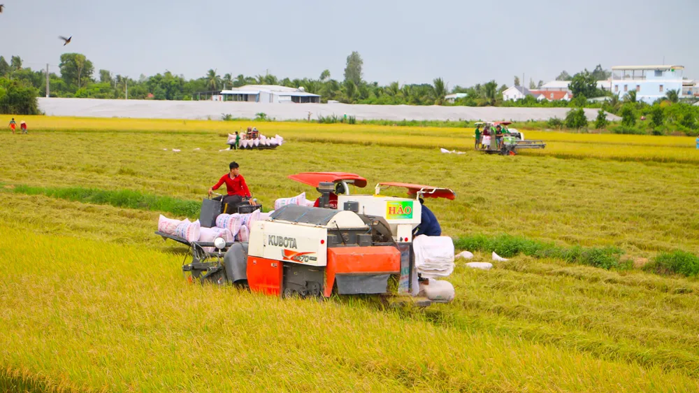 Nhiều chủ máy gặt đập liên hợp phải chạy vạy tìm dầu để máy hoạt động