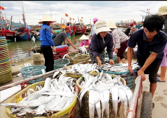 Ngư dân được mùa cá hố
