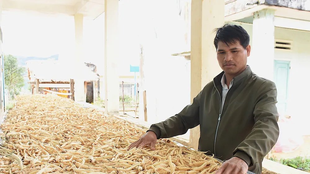 Kiếm tiền tỷ nhờ cây dược liệu