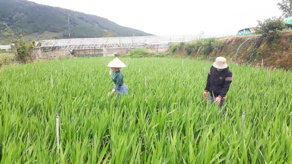 Vựa hoa lay ơn Hiệp An, huyện Đức Trọng (Lâm Đồng) bị nở trễ do mưa và lạnh. Ảnh: ĐOÀN KIÊN