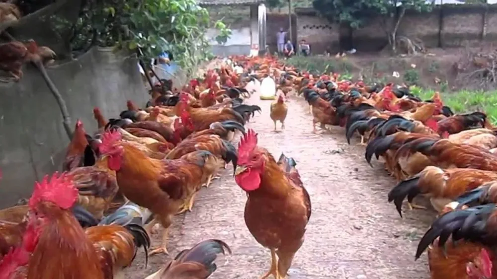 Đồng Nai: Gà trống thiến hút hàng dịp tết