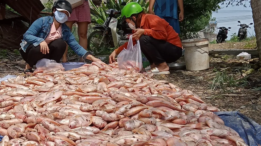 Đồng Nai: Mưa lớn gây ngập úng, cuốn trôi hàng trăm tấn cá nuôi lồng bè