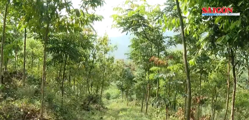 Quảng Bình: Nông dân đam mê trồng rừng bản địa 