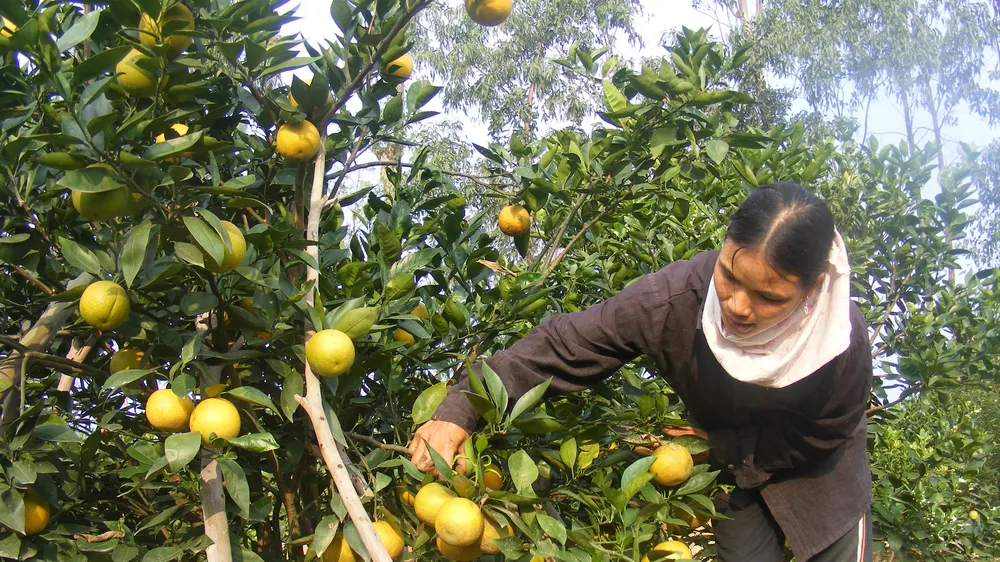 Cam Xã Đoài, khóm Cầu Đúc đắt hàng