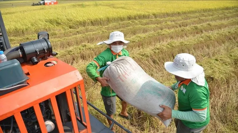Nhiều nhà thầu bị phạt vì bỏ hợp đồng dự trữ gạo