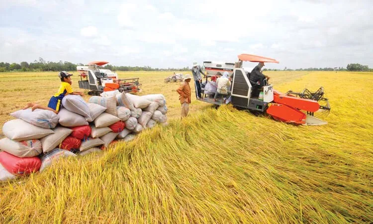 Vay 3 tỷ đồng không cần thế chấp cho Đề án 1 triệu ha lúa tại ĐBSCL 