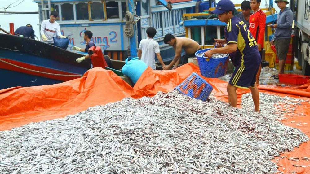 Quảng Bình: Ngư dân trúng đậm cá cơm