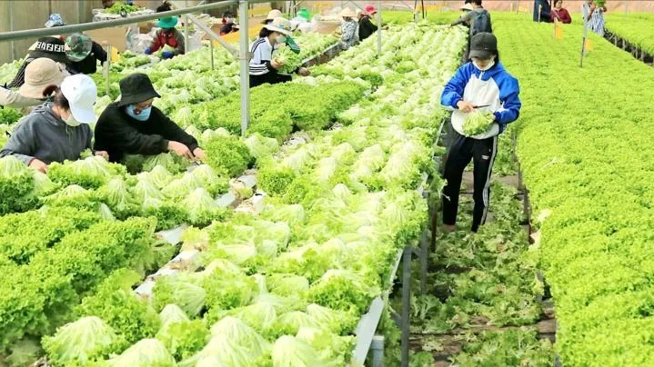 Nông dân Đà Lạt chưa mặn mà chuyển đổi sang sản xuất ngoài trời