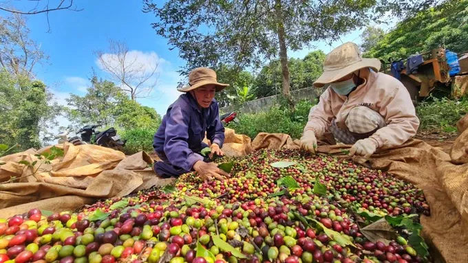 Giá cà phê trong nước tăng trở lại