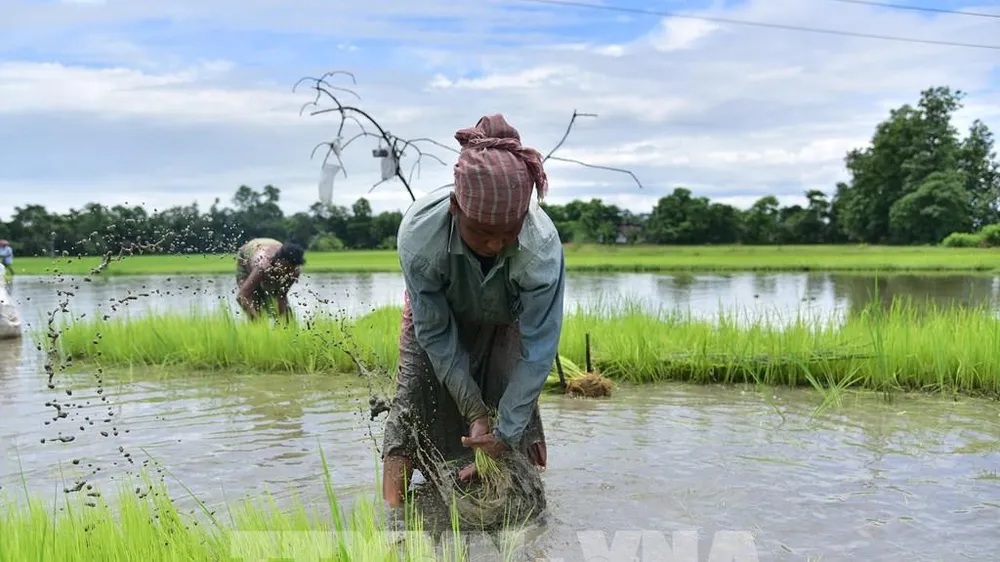 Nông dân cấy lúa trên cánh đồng tại Nagaon, bang Assam, Ấn Độ. Ảnh: THX/TTXVN