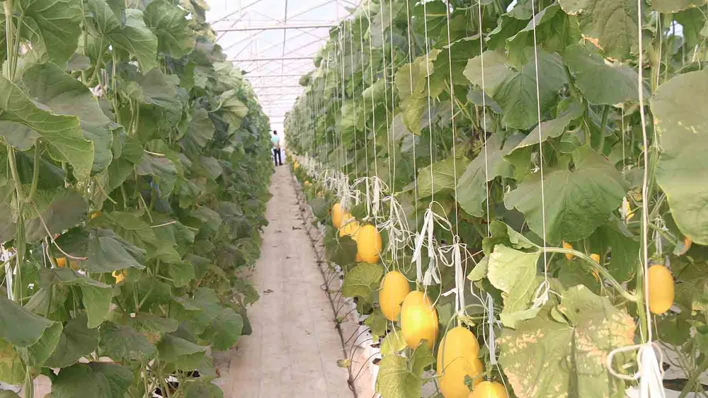Bình Thuận phủ xanh nhiều khu vực sa mạc hóa