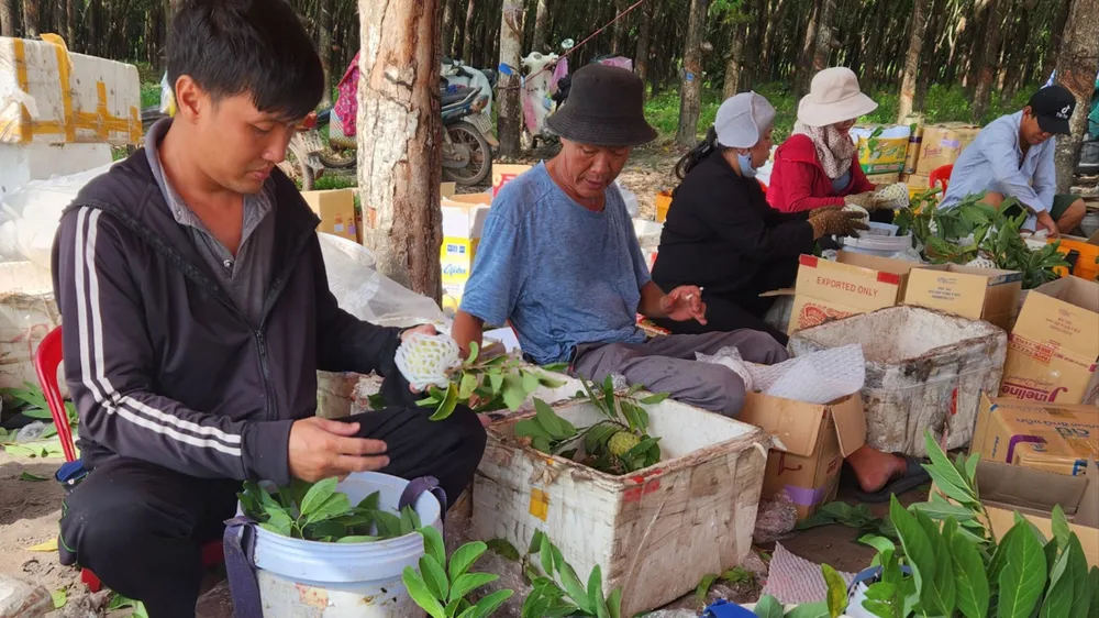 Cây trái mất mùa, nông dân lo… ôm nợ