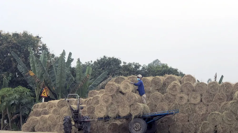Rơm cuộn tại huyện Tam Nông (tỉnh Đồng Tháp) được nông dân tận dụng bán để tăng thêm thu nhập