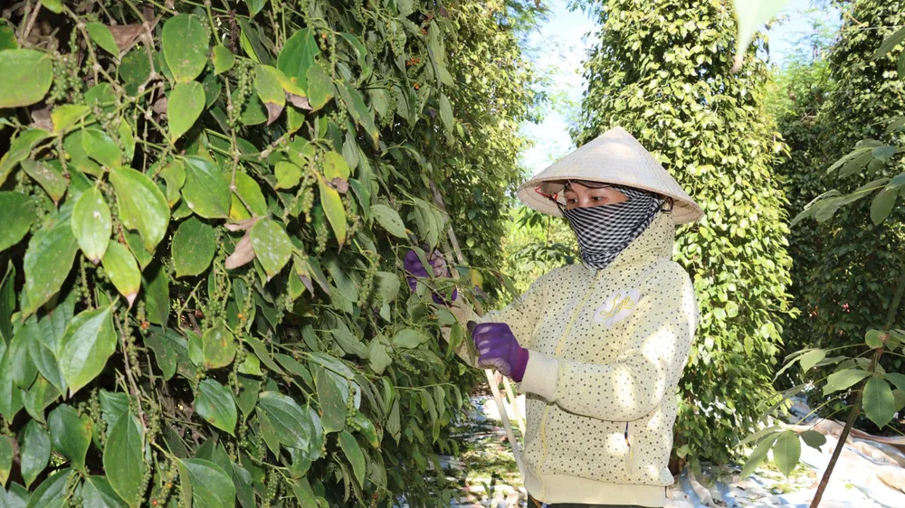 Xuất khẩu nông sản khởi sắc