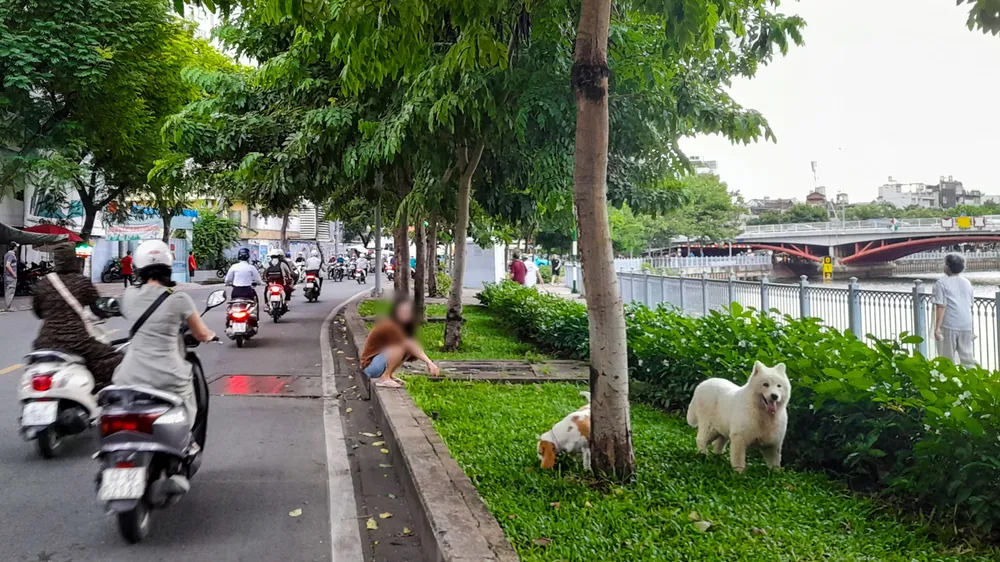 Mối lo từ chó thả rông