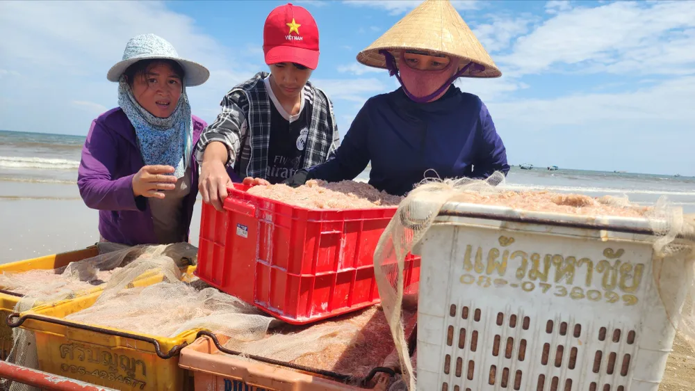 Ruốc biển chất đầy các khay nhựa, đưa vào bờ 