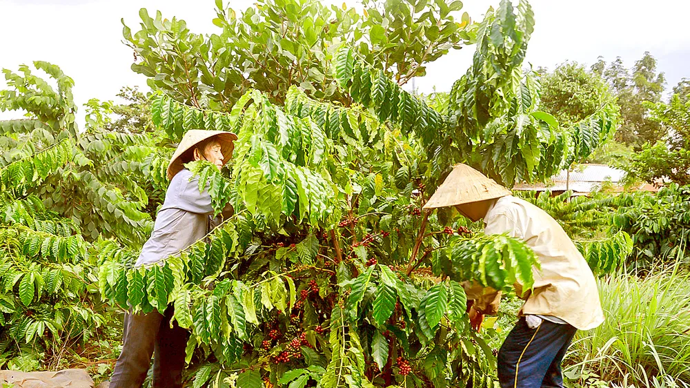 Niên vụ 2023-2024: Việt Nam xuất khẩu cà phê gần 5,5 tỷ USD