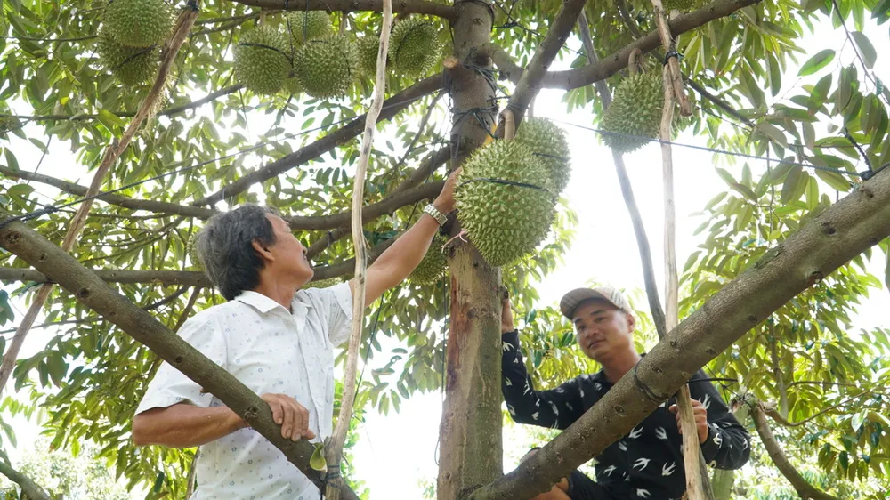 ĐBSCL: Giá sầu riêng tăng, giá cua giảm