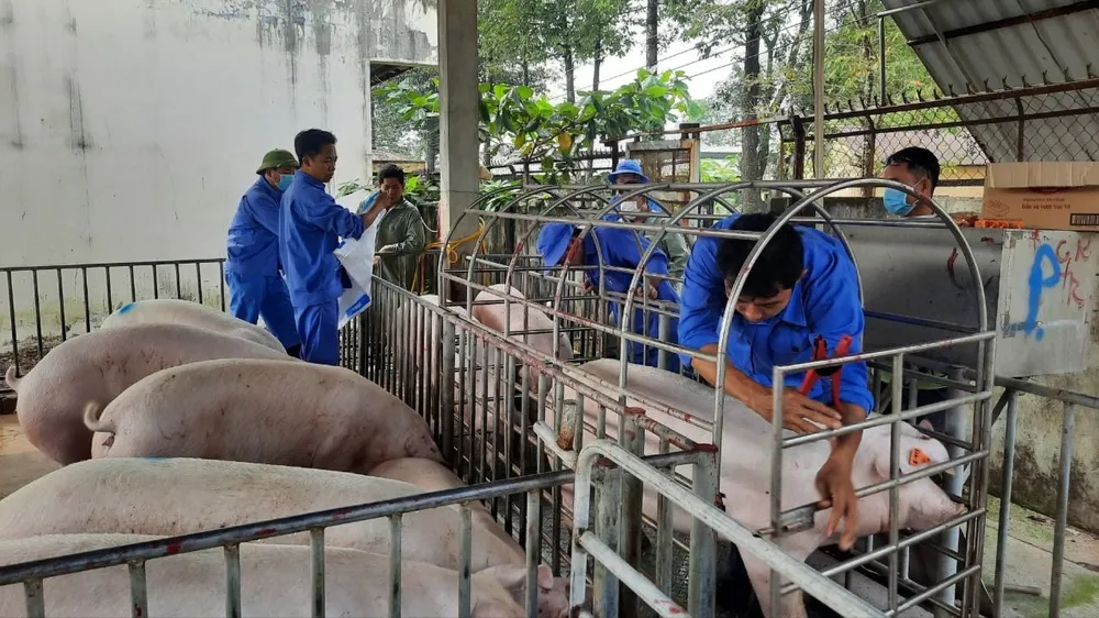 Đảm bảo nguồn cung thịt heo sạch bệnh dịp tết