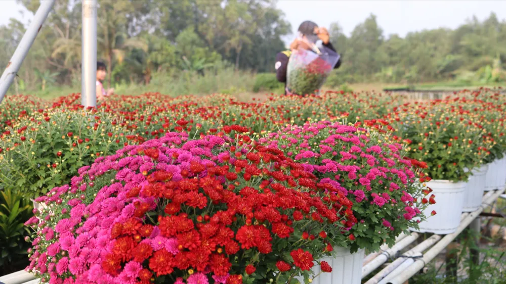 ĐBSCL: Hoa mai, cúc mâm xôi Hàn Quốc nở sớm do thời tiết lạnh, mưa trái mùa