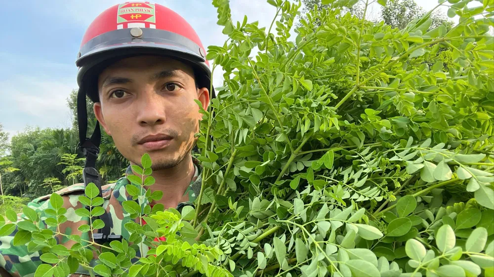 Thanh niên Quảng Ngãi khởi nghiệp từ cây dược liệu