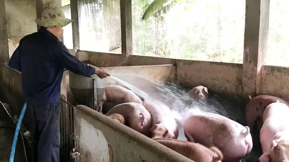 Giá heo tăng mạnh, lo tác động tới chỉ số CPI