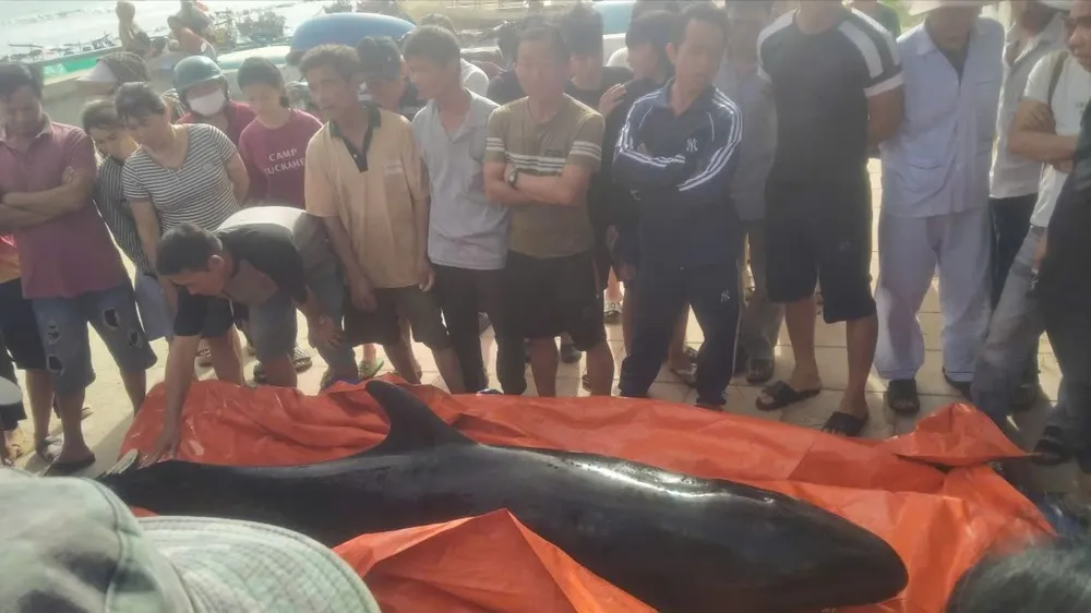 CÁ VOI ĐƯỢC PHÁT HIỆN