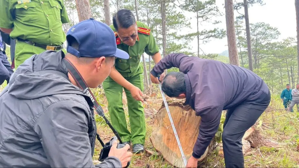 Lâm Đồng: Khen thưởng 1 tập thể, 6 cá nhân có thành tích đột xuất trong phát hiện vụ cưa thông