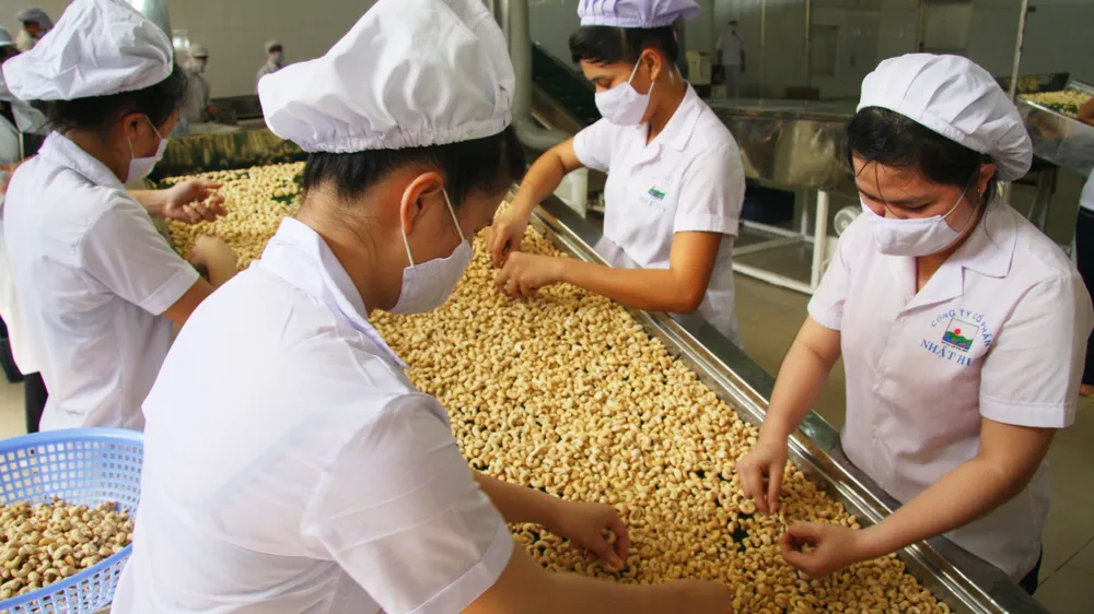 Trung Quốc vượt Mỹ về tiêu thụ điều của Việt Nam