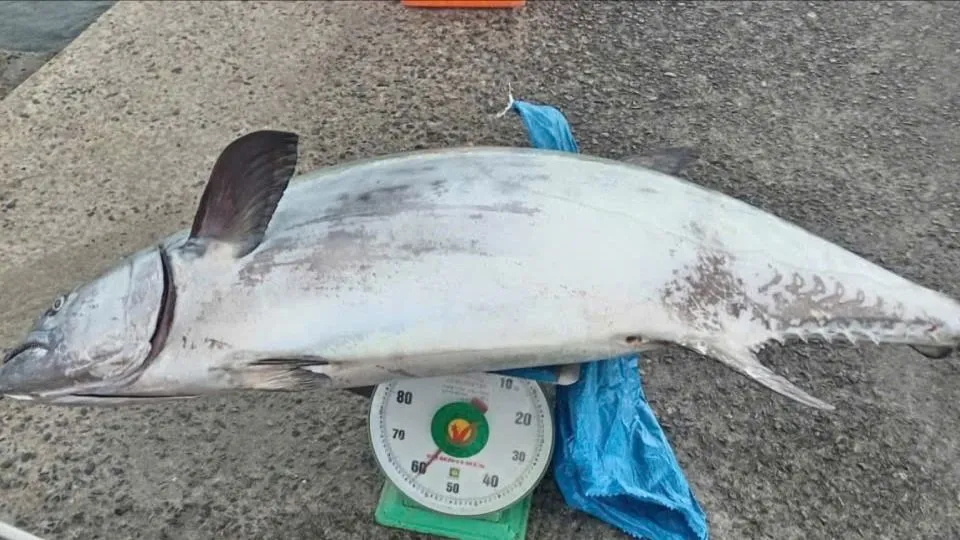 Lâm Đồng: Ngư dân câu được cá thu ngàn nặng gần 60kg