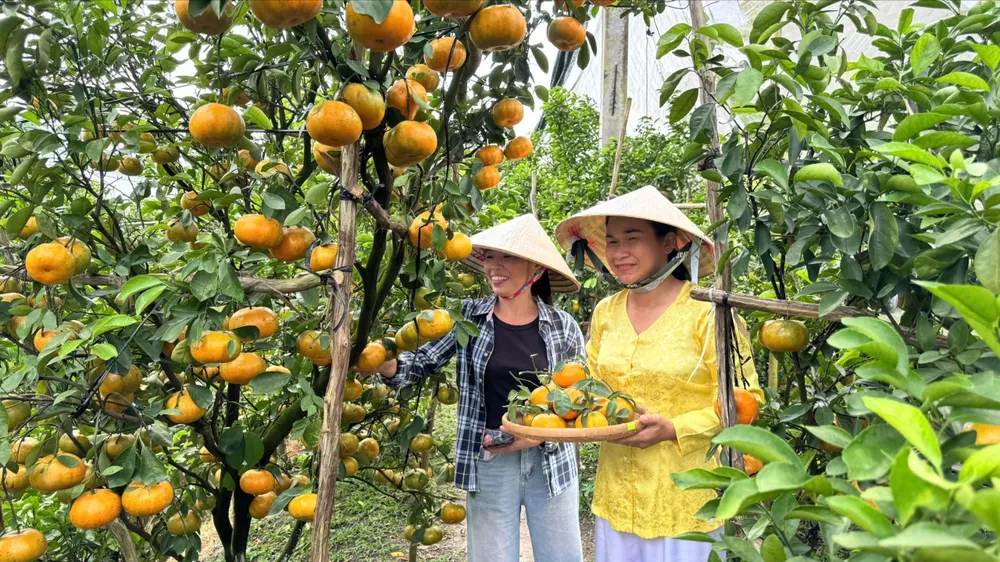 Làng quýt Lai Vung khoe sắc vàng, chuẩn bị phục vụ thị trường tết