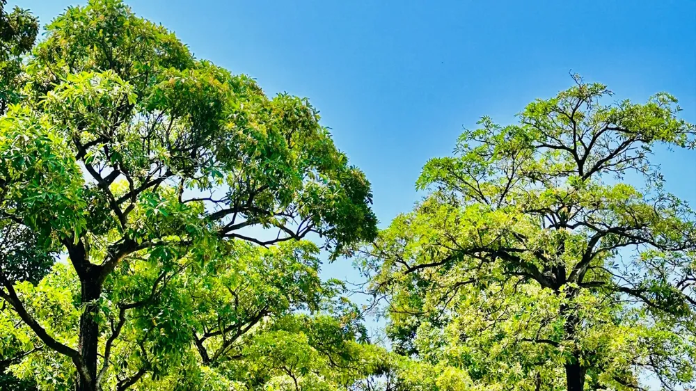 Mùa hoa sữa về, nồng nàn con phố