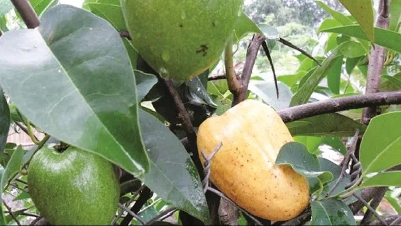 Trái dại quê nhà