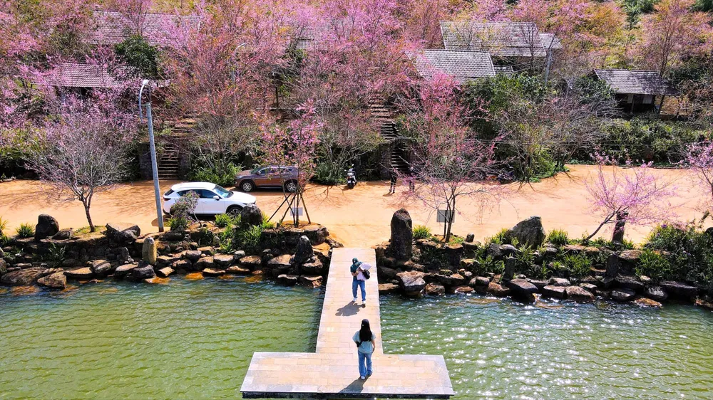 Sắc hoa anh đào "nhuộm hồng" Măng Đen