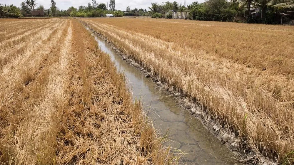 Dự báo khô hạn cục bộ ở Đông Nam bộ và xâm mặn tại ĐBSCL