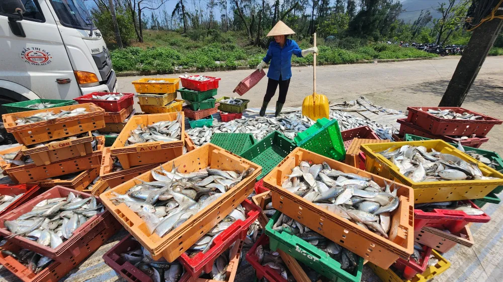 Ngư dân Hà Tĩnh liên tiếp trúng đậm cá mòi và cá trích biển