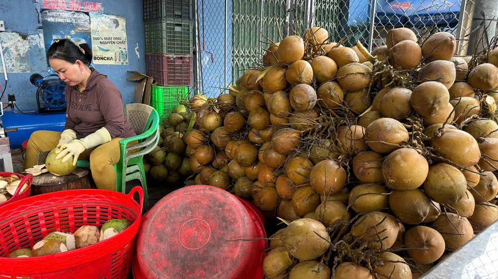 ĐBSCL: Giá dừa tươi tăng cao, nguồn cung thiếu hụt