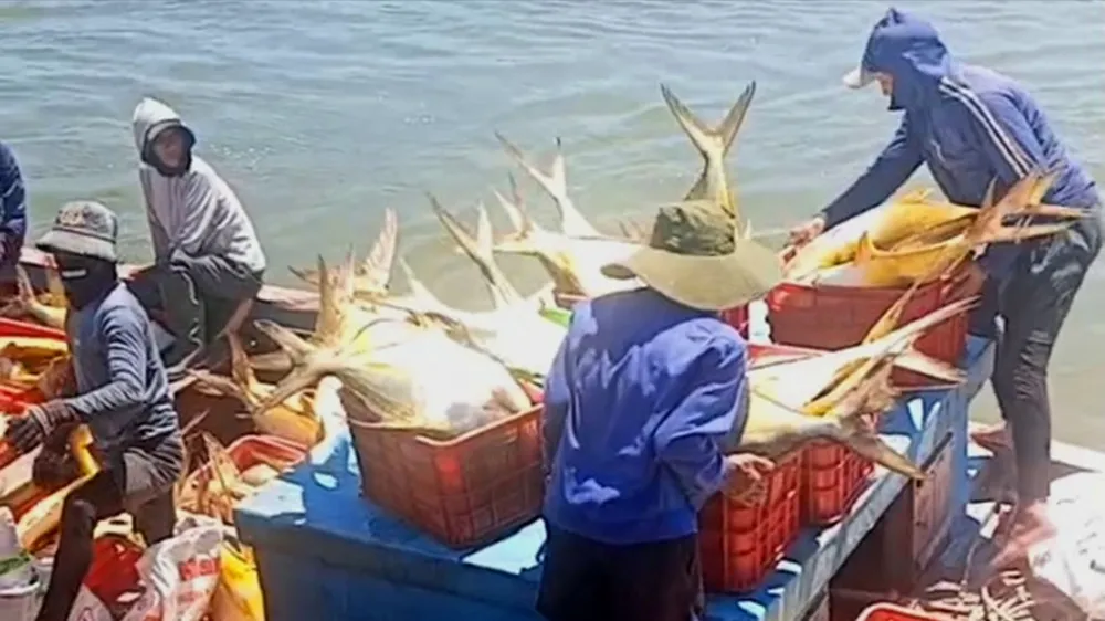 Gần trưa 25-5, số cá vàng dâng được đưa vào tiêu thụ tại bờ biển phường Hải Ninh 