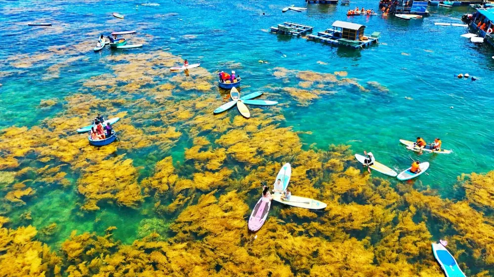 Giữ mùa rong mơ, làng biển Nhơn Hải hút khách du lịch hè