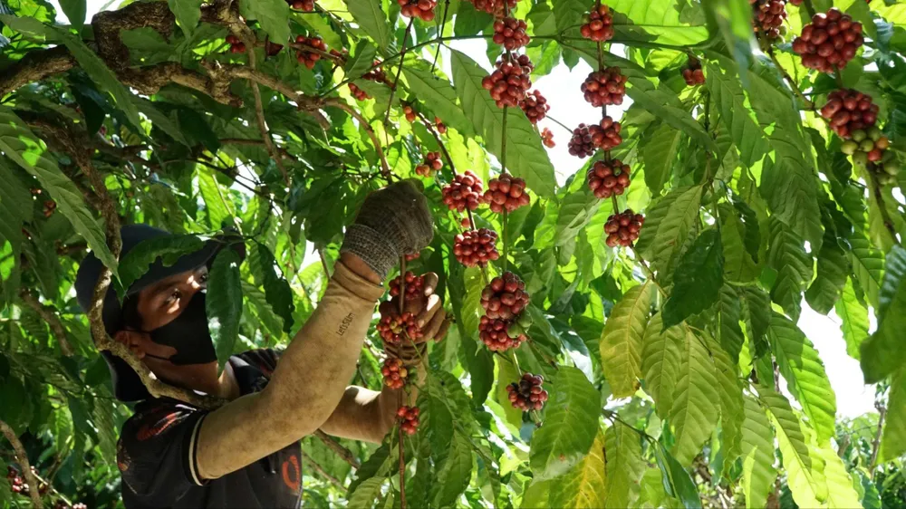 Giá cà phê trong nước tăng