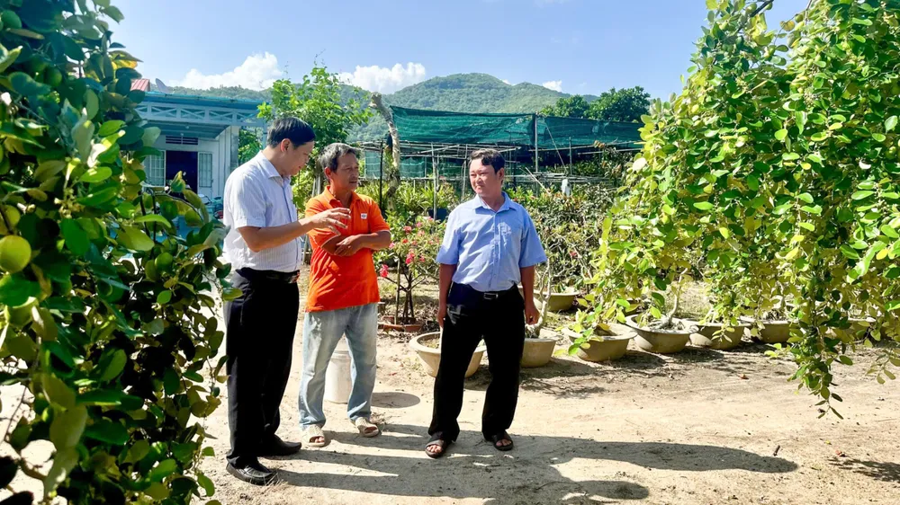Đoàn thăm vườn táo của ông Nguyễn Văn Hồng (ấp Hải Điền). Ảnh: THÀNH HUY
