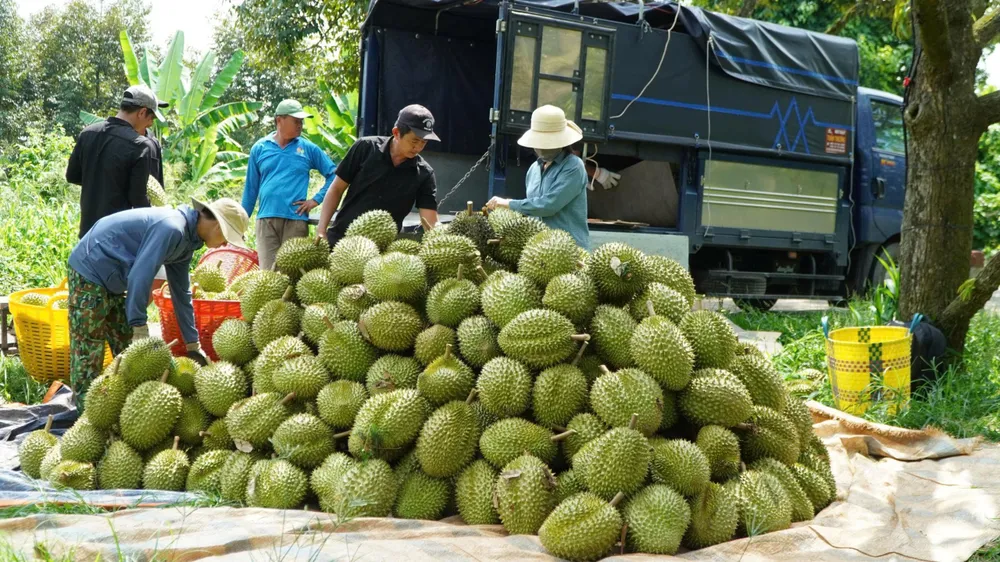 Đắk Lắk lần đầu tổ chức đấu giá sầu riêng tại vườn