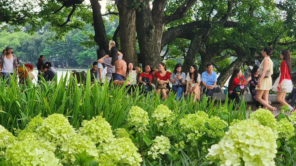 Cẩm tú cầu xanh thu hút người dân, du khách tại hồ Hoàn Kiếm dịp lễ 2-9