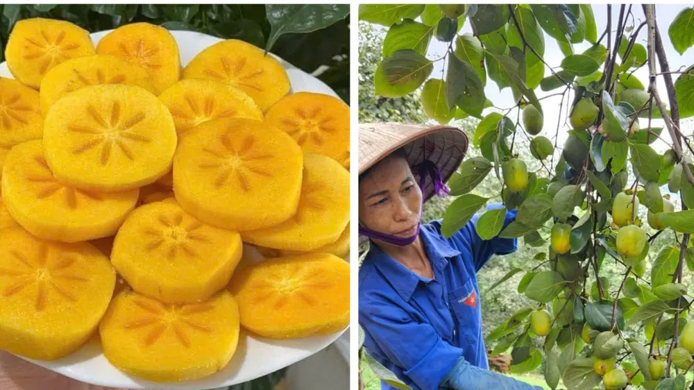 Tết Trung thu, các loại hồng đặc sản vào mùa