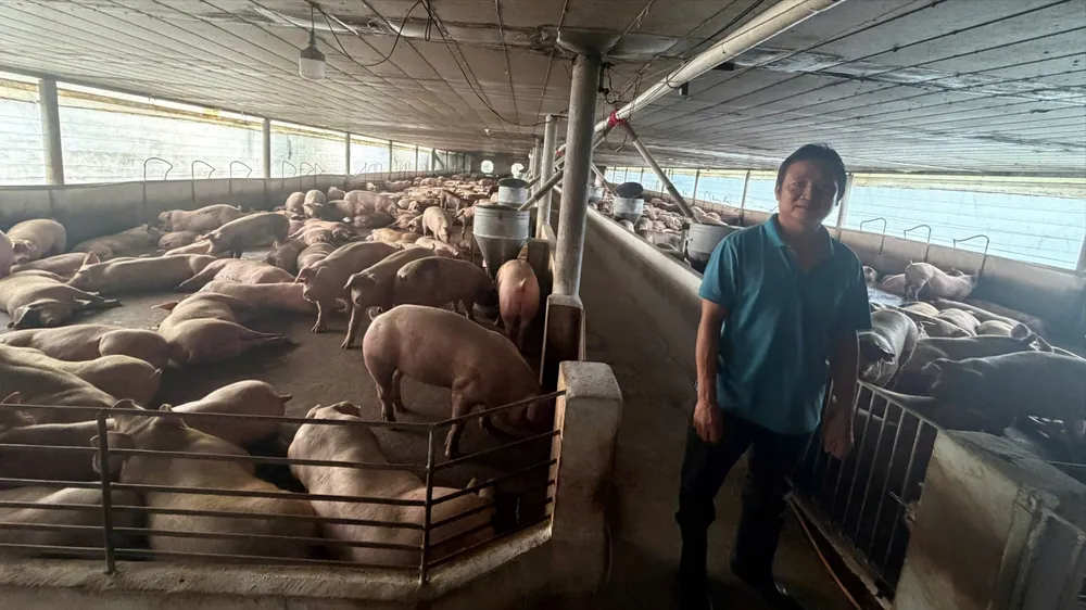 Hơn 10.000 tấn heo được vỗ béo bằng cấm, cho uống "thuốc giải độc" đã ra thị trường