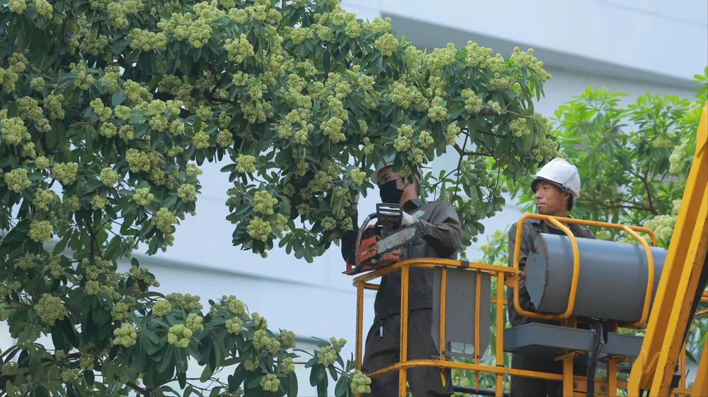 Sáng nay, Hà Nội cắt tỉa hoa sữa trên nhiều tuyến đường