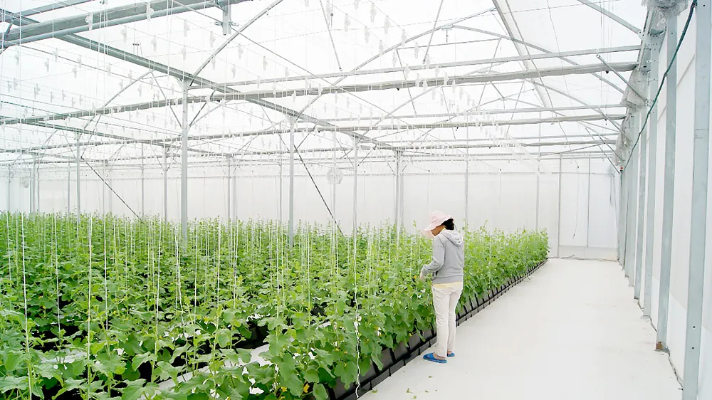 Canh tác không sử dụng đất trong nhà màng thuộc Công ty TNHH XNK Nông nghiệp Kiến Tường