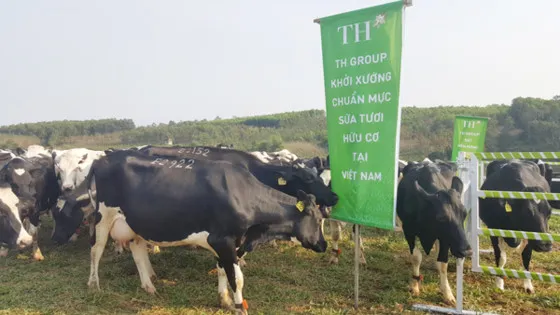 Trang trại bò sữa ứng dụng công nghệ cao của TH tại Nghệ An